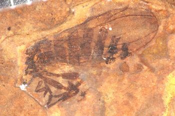 Media type: image;   Entomology PALE-14077
